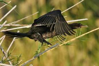 Cormoran africain