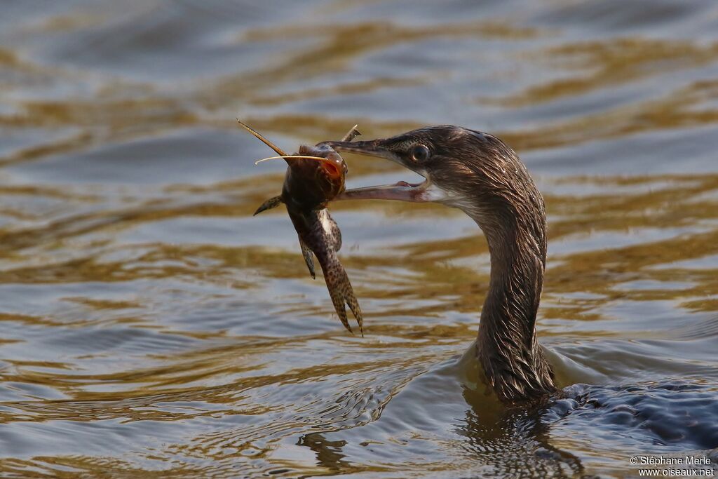 Cormoran africain