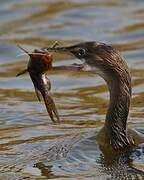 Reed Cormorant