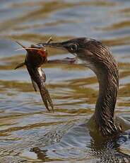 Cormoran africain