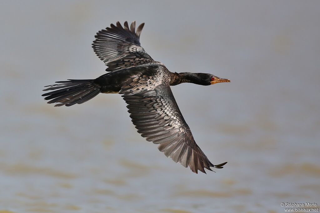 Cormoran africainadulte