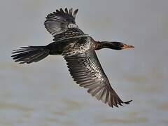 Reed Cormorant