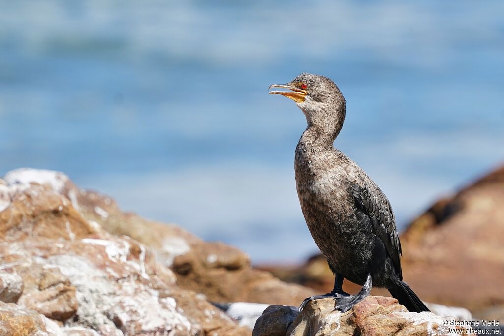 Cormoran couronnéadulte