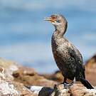 Cormoran couronné