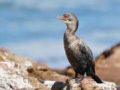 Crowned Cormorant