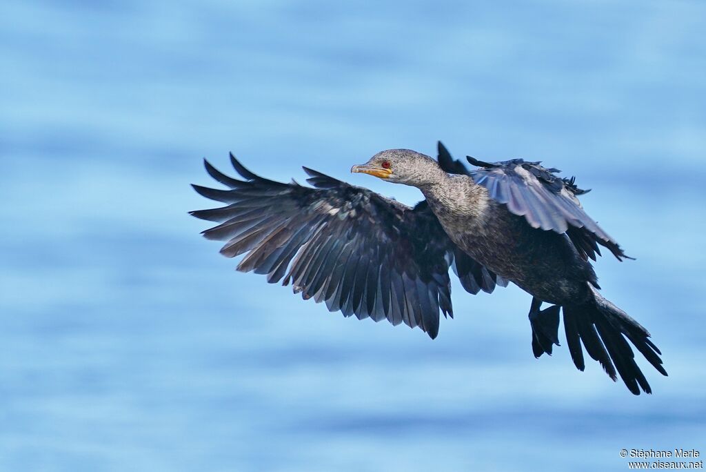 Cormoran couronnéadulte