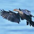 Cormoran couronné