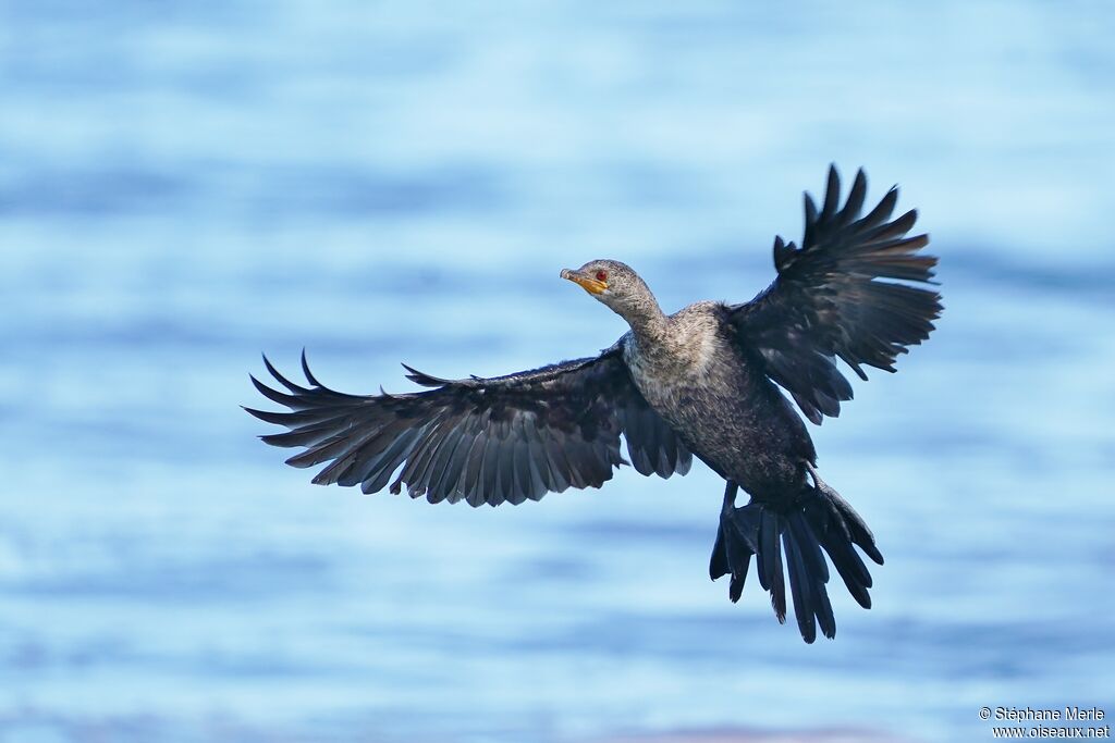 Crowned Cormorant