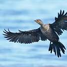 Cormoran couronné