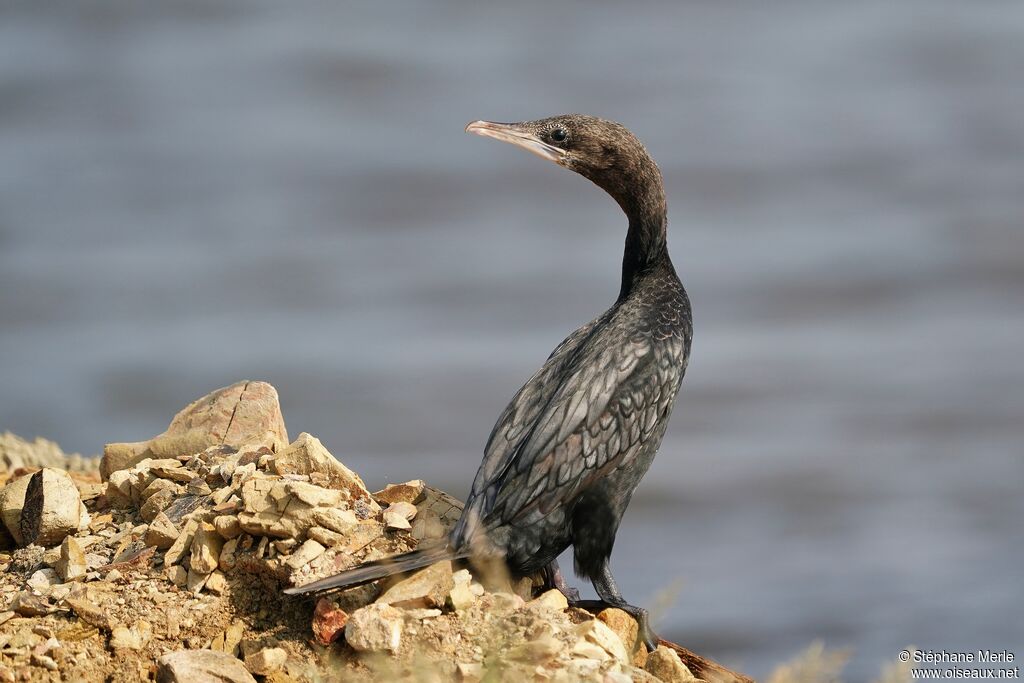 Cormoran de Vieillotadulte