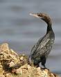 Cormoran de Vieillot