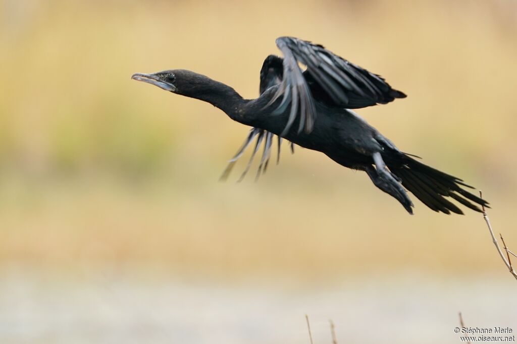 Cormoran de Vieillot