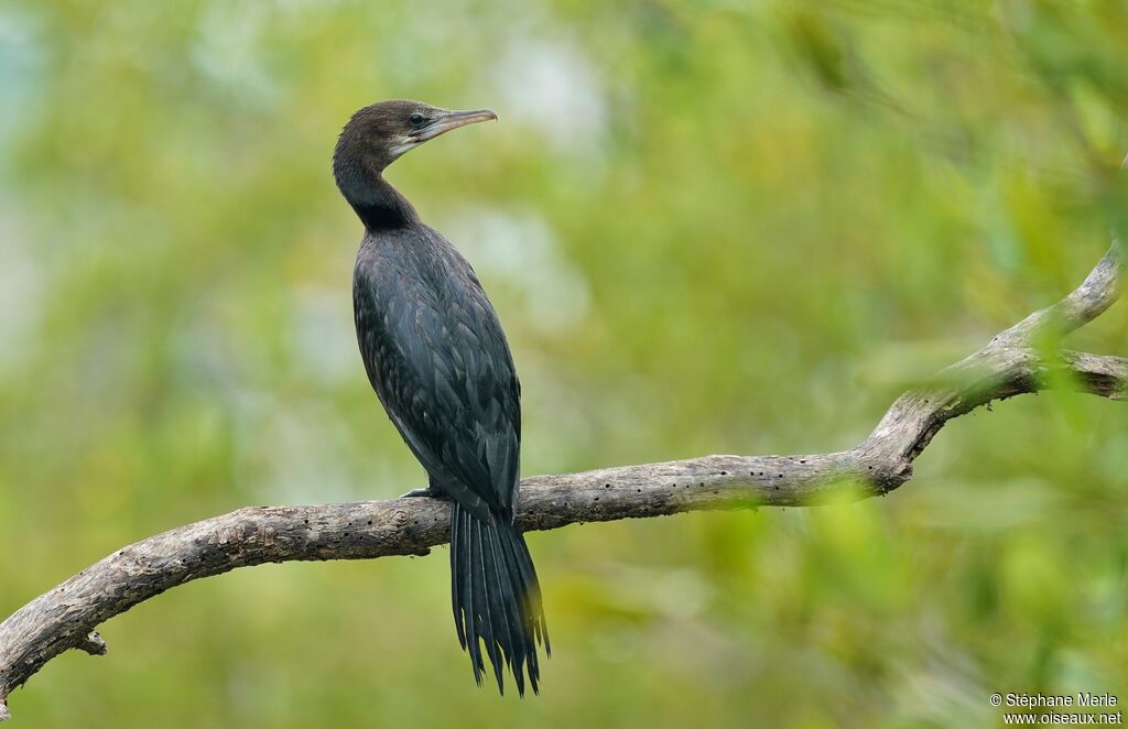 Cormoran de Vieillot