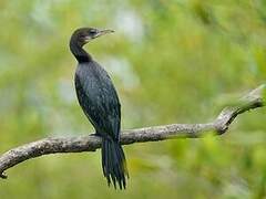 Little Cormorant