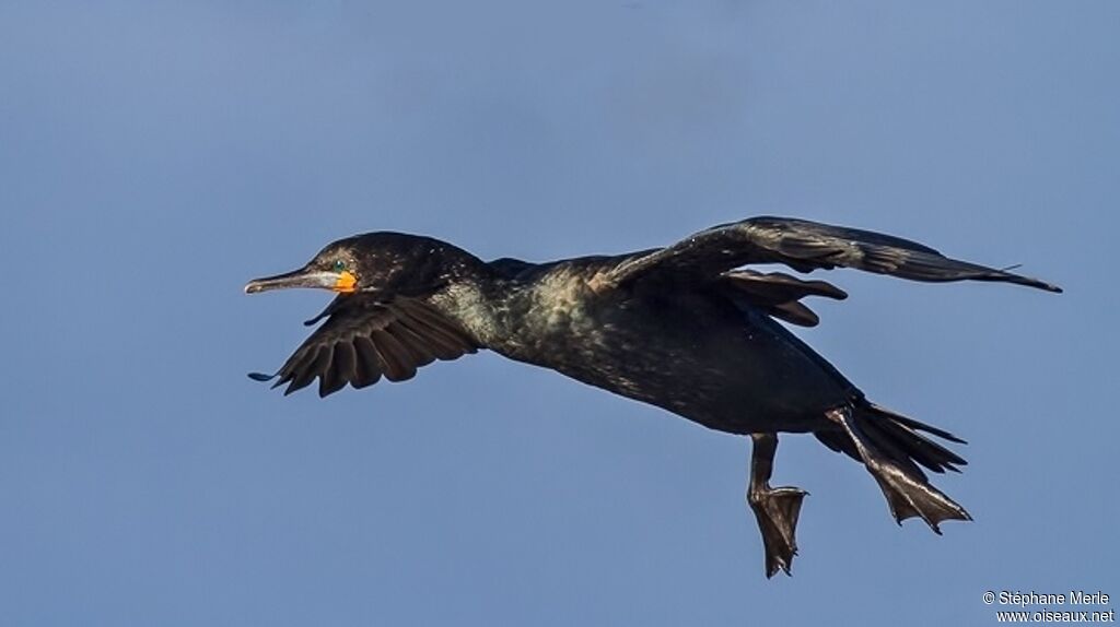 Cape Cormorantadult