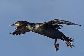 Cape Cormorant