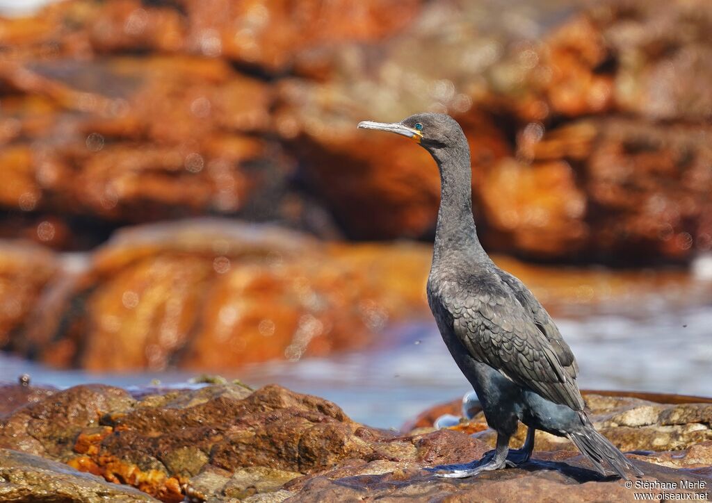 Cormoran du Capadulte