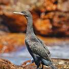 Cormoran du Cap