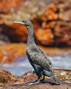 Cape Cormorant