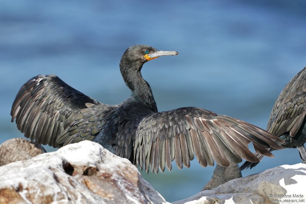 Cape Cormorant