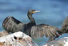 Cape Cormorant