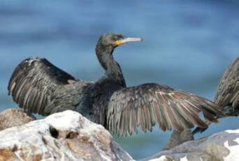 Cormoran du Cap