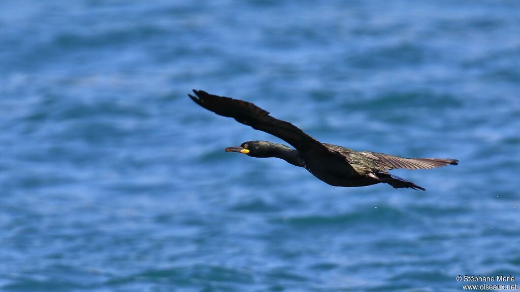 Cormoran huppéadulte nuptial