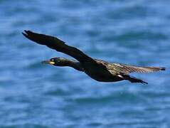 European Shag