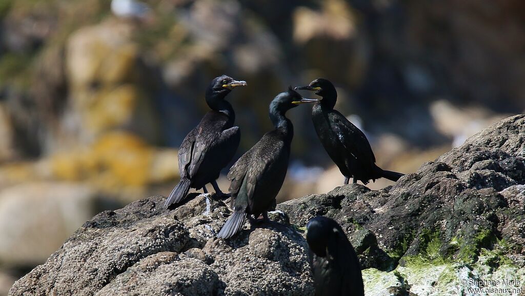 European Shag