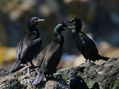 European Shag