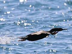 European Shag