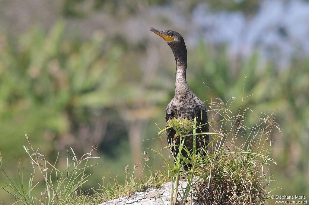 Cormoran viguaadulte