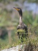 Neotropic Cormorant