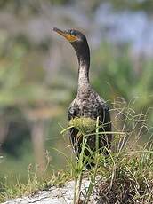 Cormoran vigua