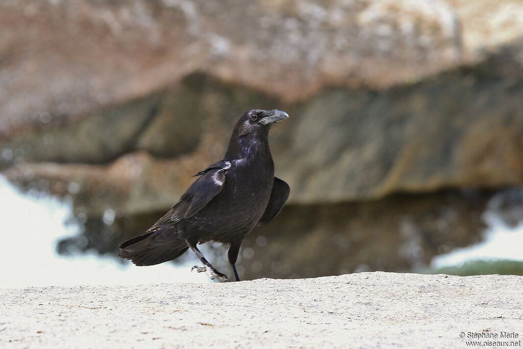 American Crow