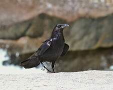 American Crow