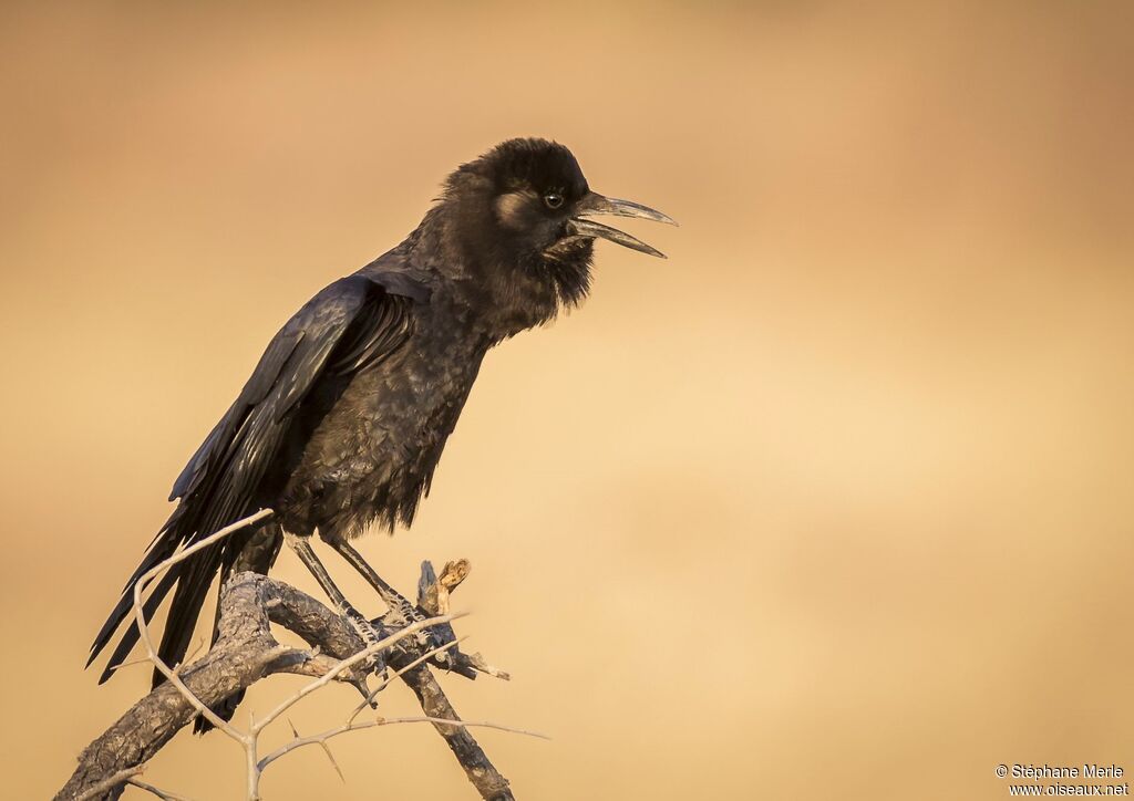 Cape Crowadult