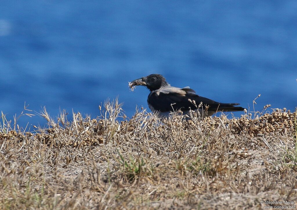 Hooded Crow