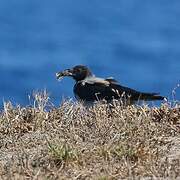 Hooded Crow