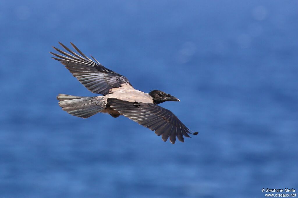 Hooded Crow