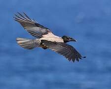 Hooded Crow