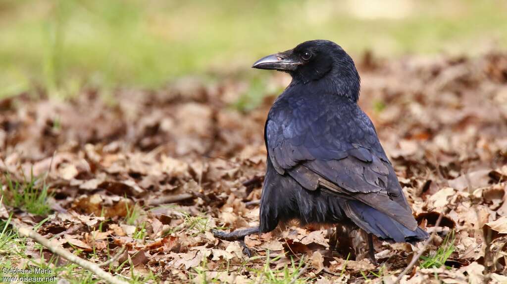 Carrion CrowSecond year, moulting, pigmentation