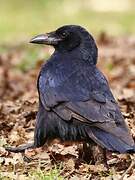 Carrion Crow