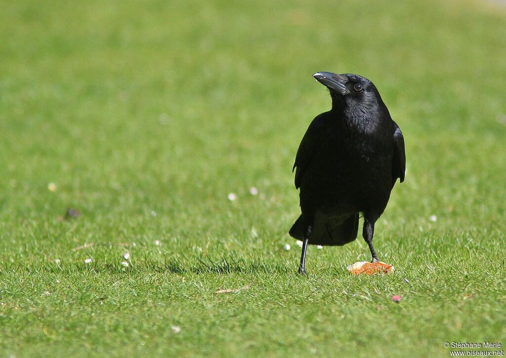 Carrion Crow