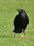 Carrion Crow