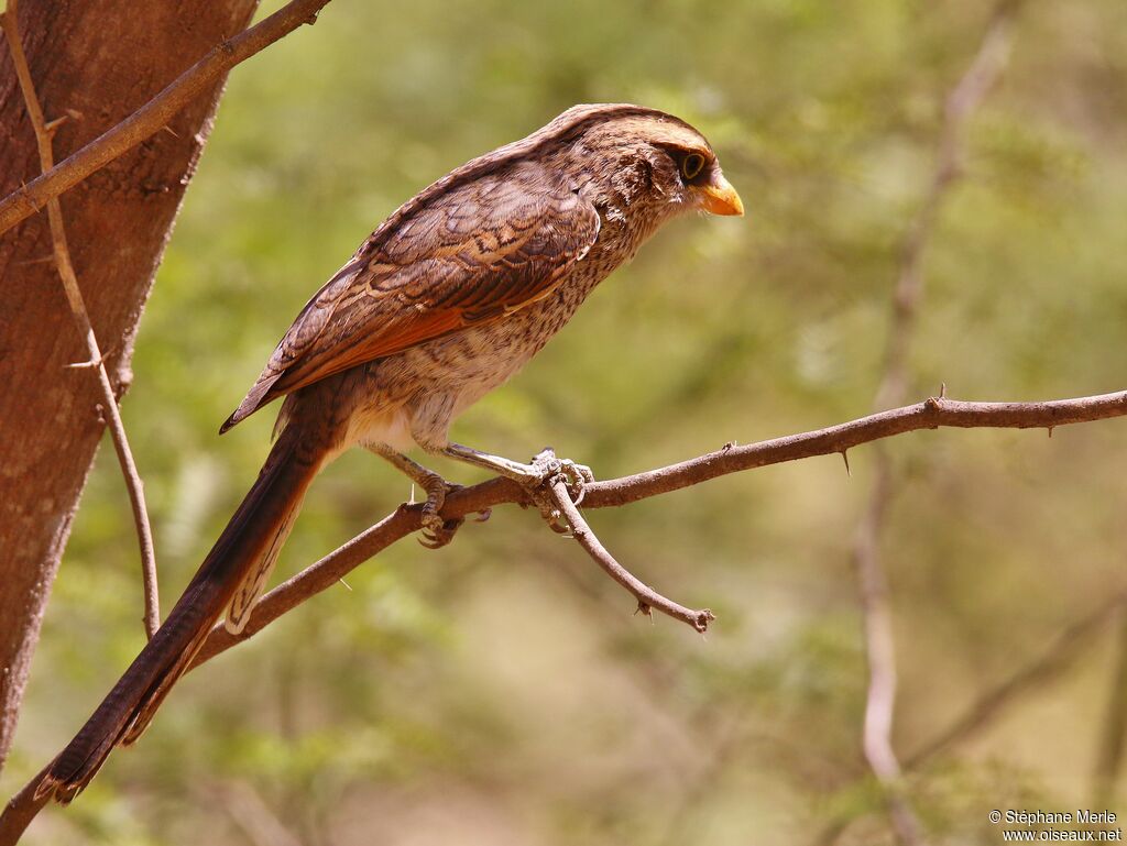 Yellow-billed Shrike