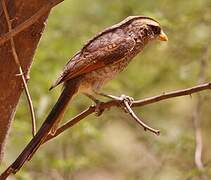 Yellow-billed Shrike