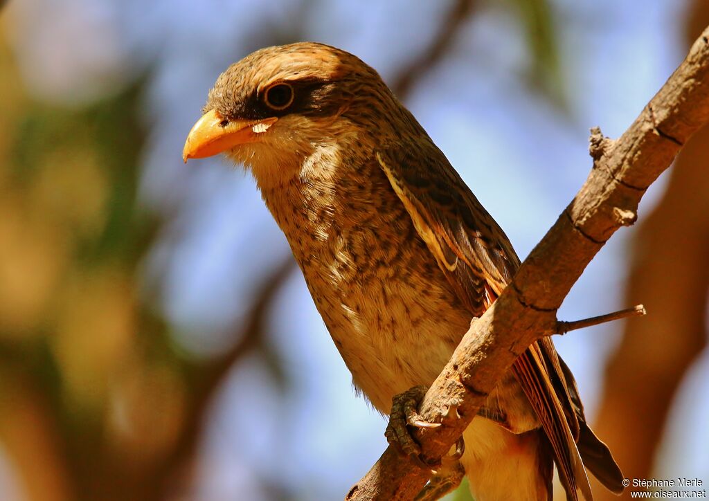 Yellow-billed Shrike