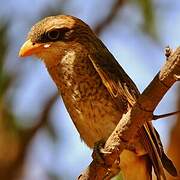 Yellow-billed Shrike