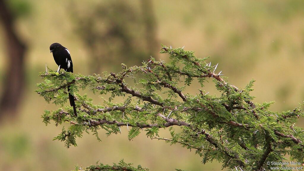 Magpie Shrikeadult